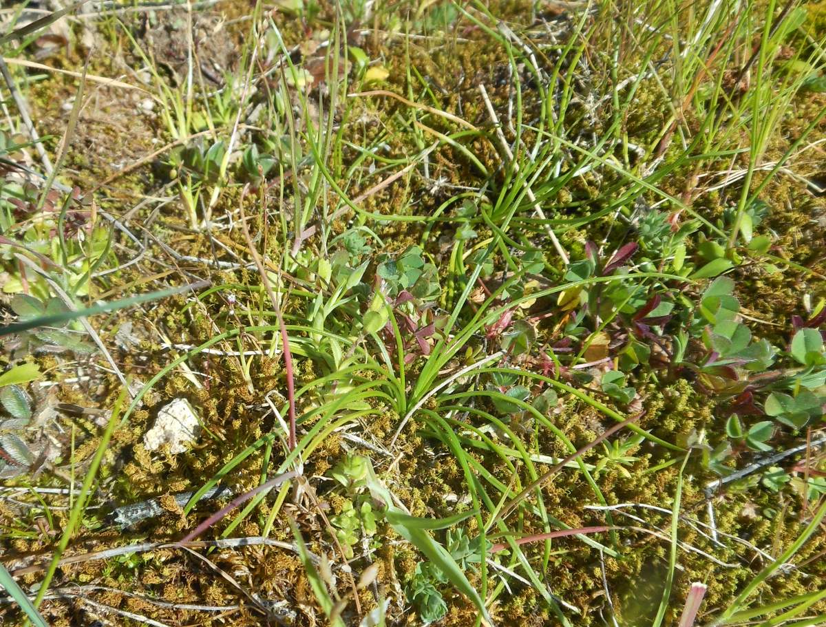 Isotes durieui / Calamaria di Durieu